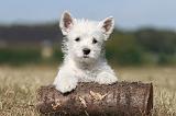 WESTIE 161